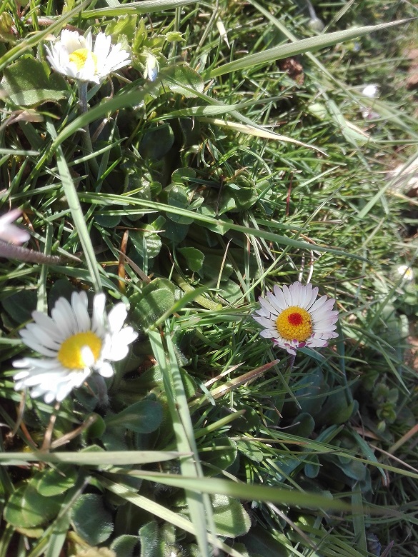 Annexe paquerette_coeur_rouge.jpg