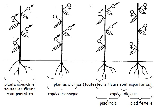 Annexe dispo-florale.jpg