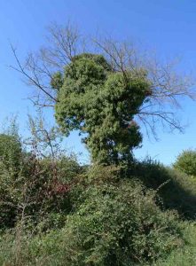 Annexe hedearb-arbboca-221x300.jpg