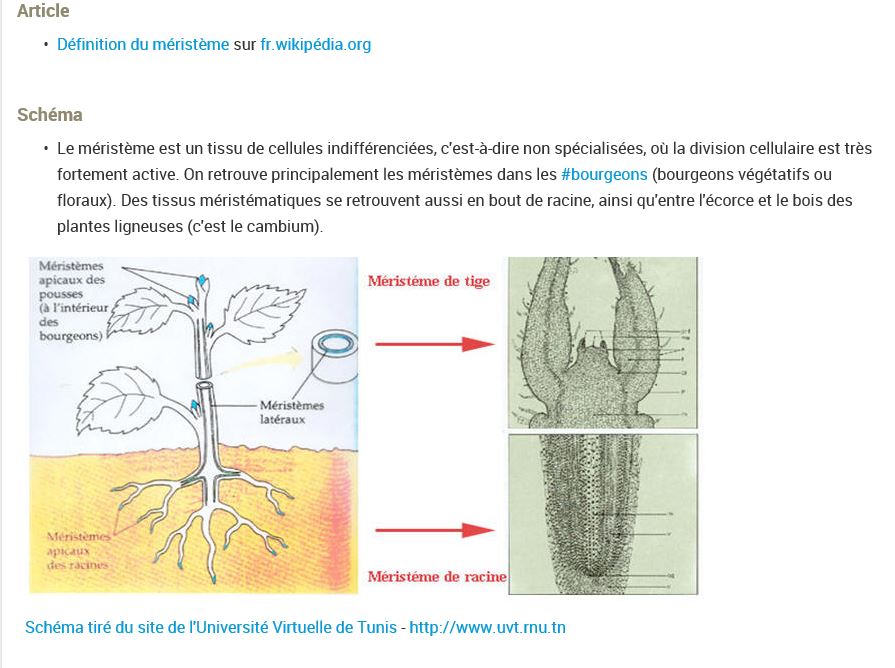 Annexe meristeme.JPG