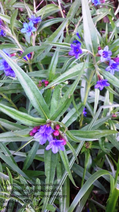 Annexe Aegonychon purpurocaeruleum.jpg