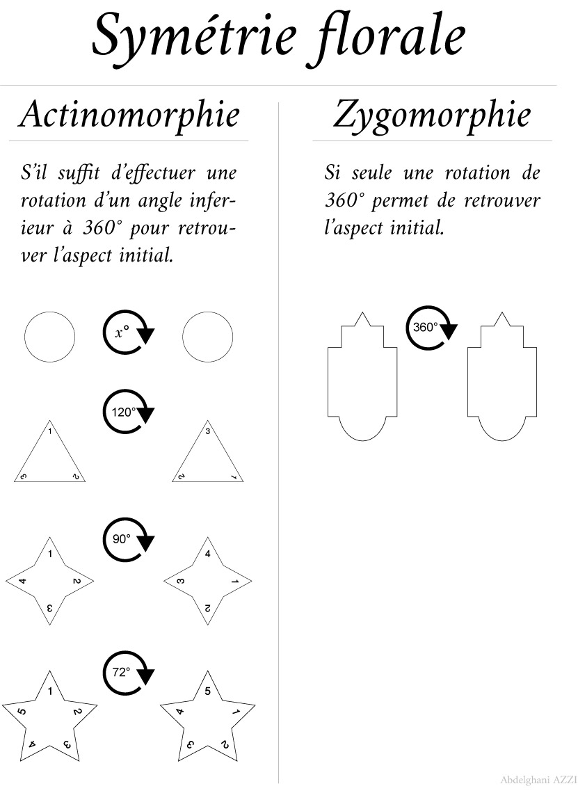 Annexe Symétrie florale.jpg