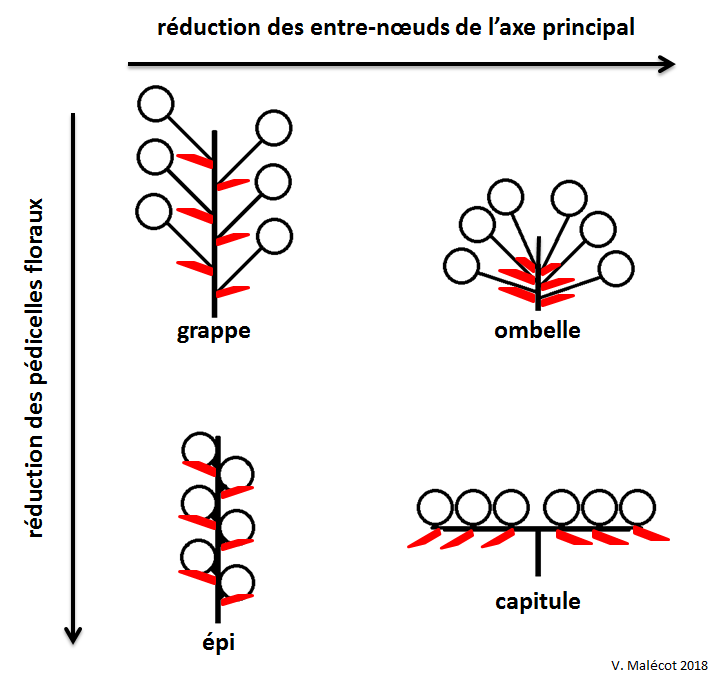 Annexe bractées.png