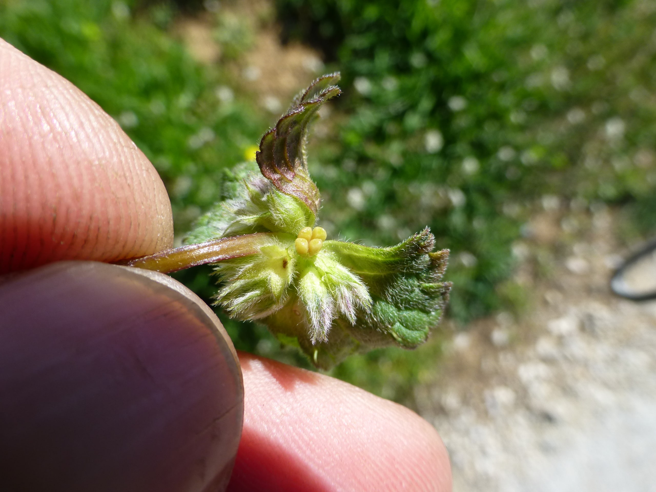 Annexe lamium_purpureum_ovaire(3)-min.JPG