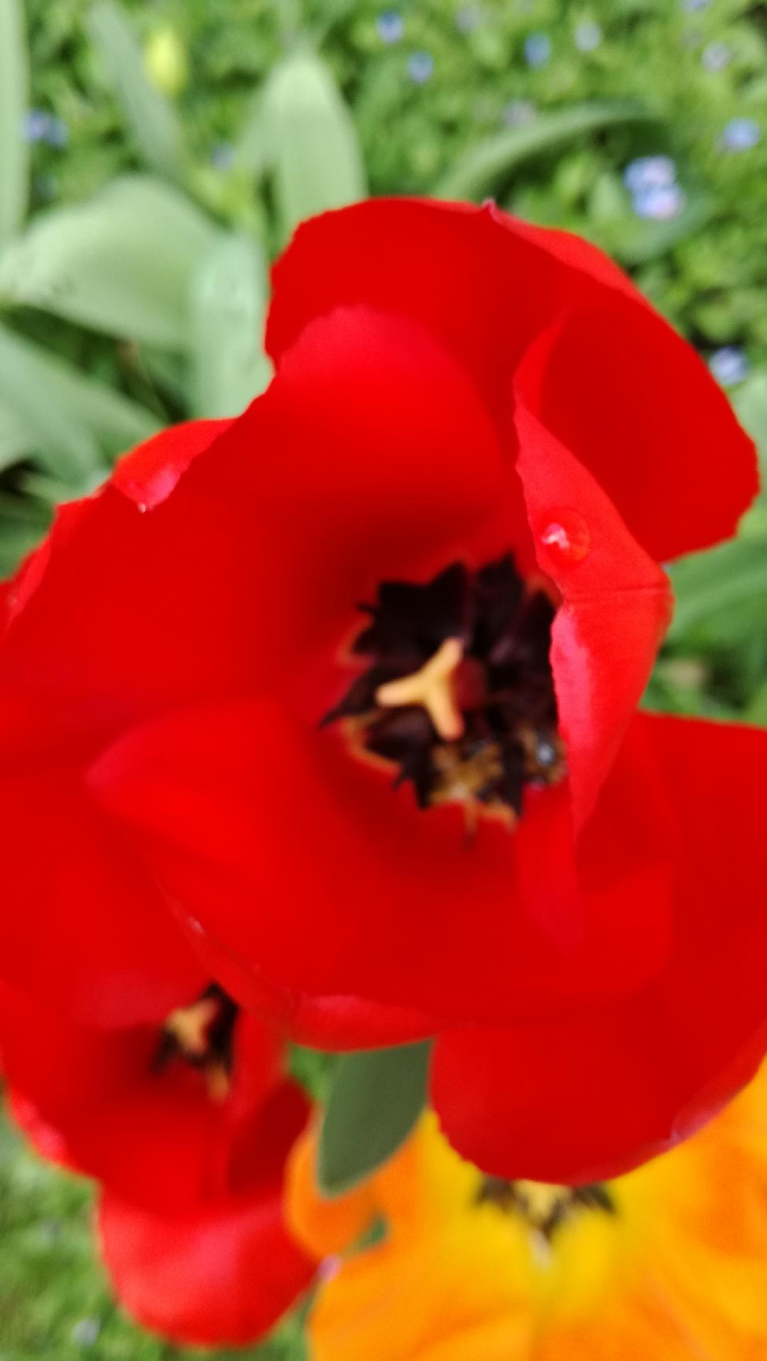 Annexe tulipe jardin.jpg