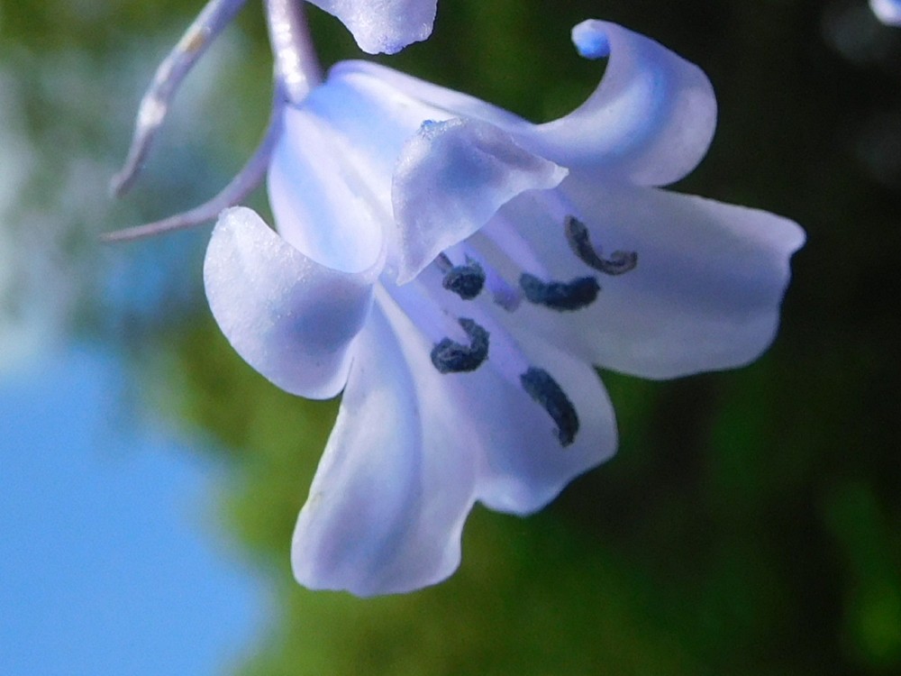 Annexe fleur-profil.JPG