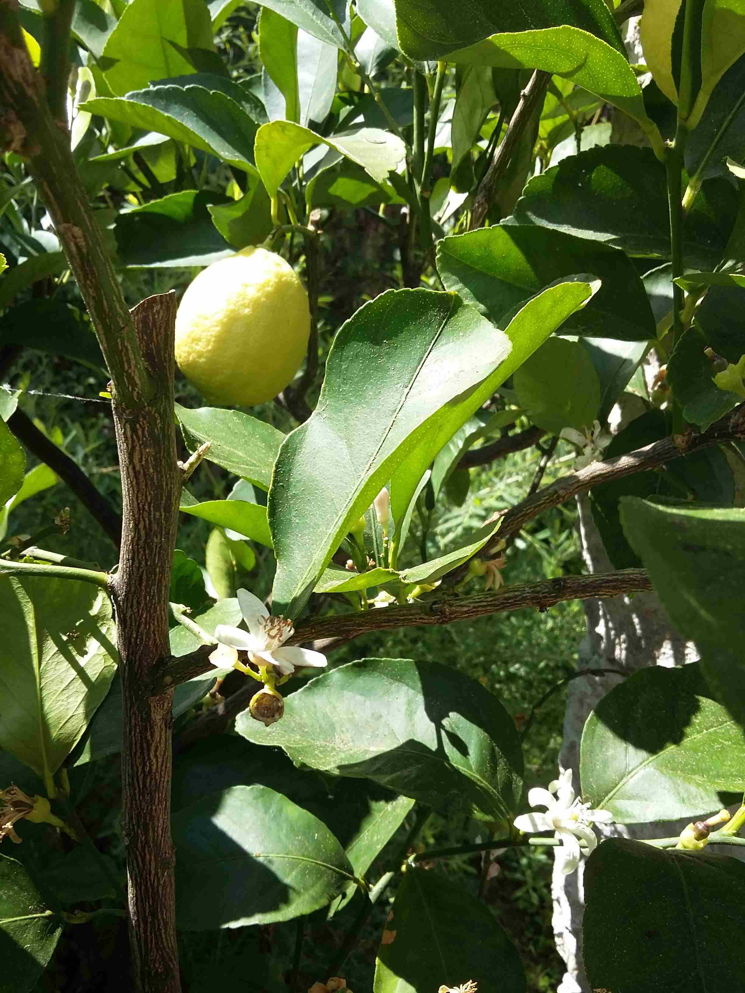 Annexe Citronnier 3.jpg