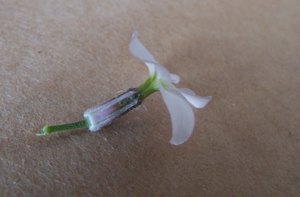 Annexe detail fleur.jpg