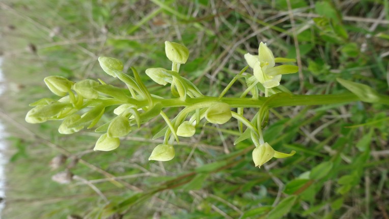 Annexe Pchlorantha.jpg