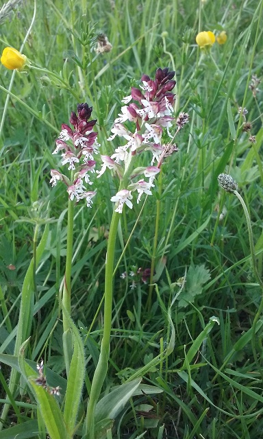 Annexe 000 017orchis brulé 1.jpg