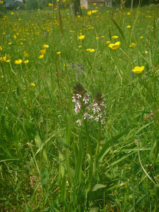 Annexe P1060683orchis brule.jpg