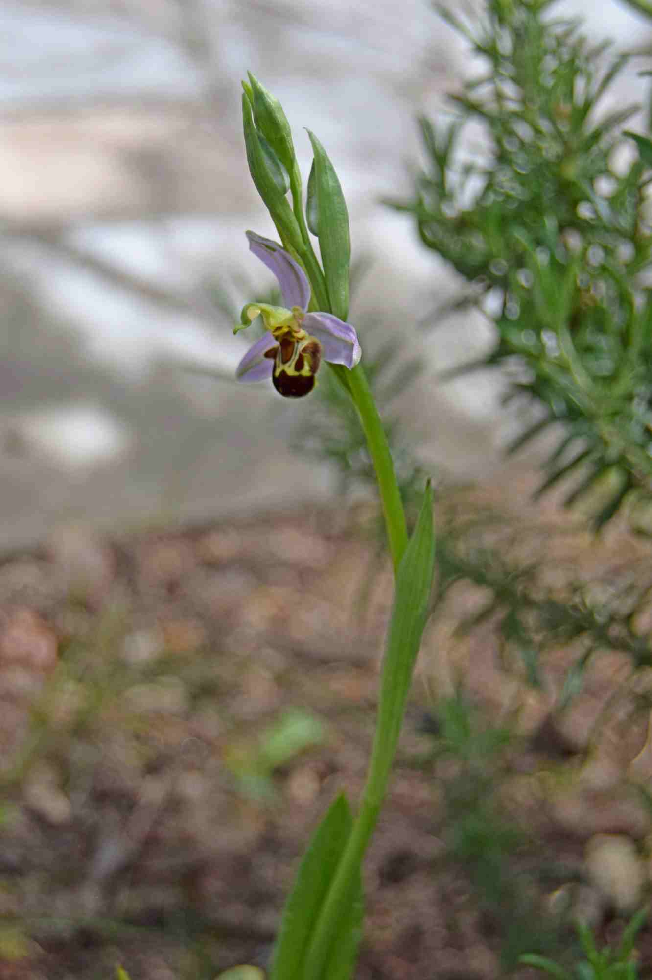 Annexe Ophrys apifera_01.JPG