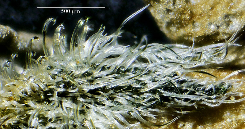 Myosotis decumbens poils crochus du calice