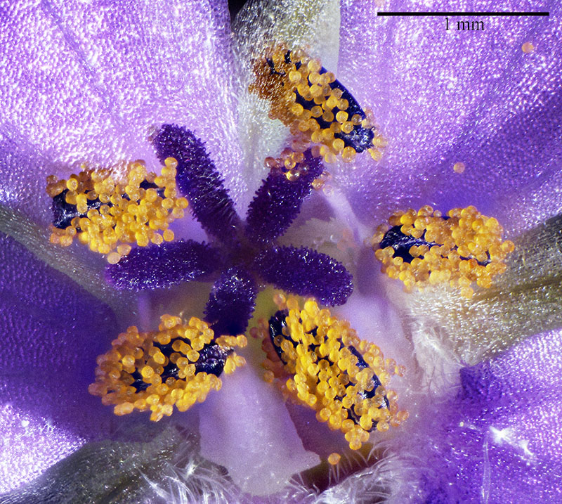 Erodium malacoides : étamines