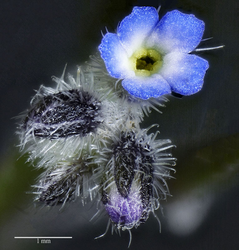 Myosotis du Minervois