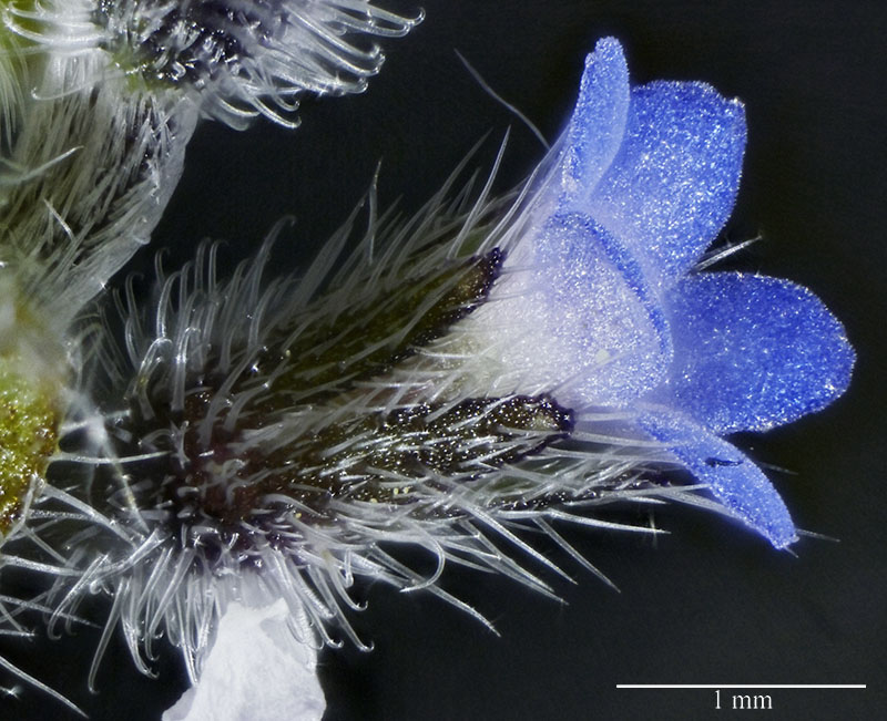 Myosotis du Minervois