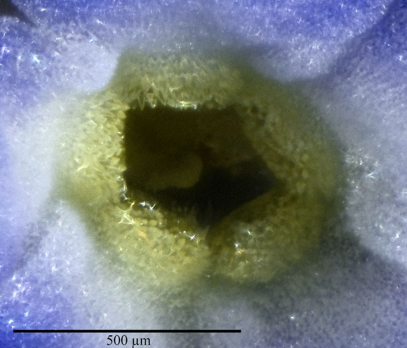 Myosotis du Minervois