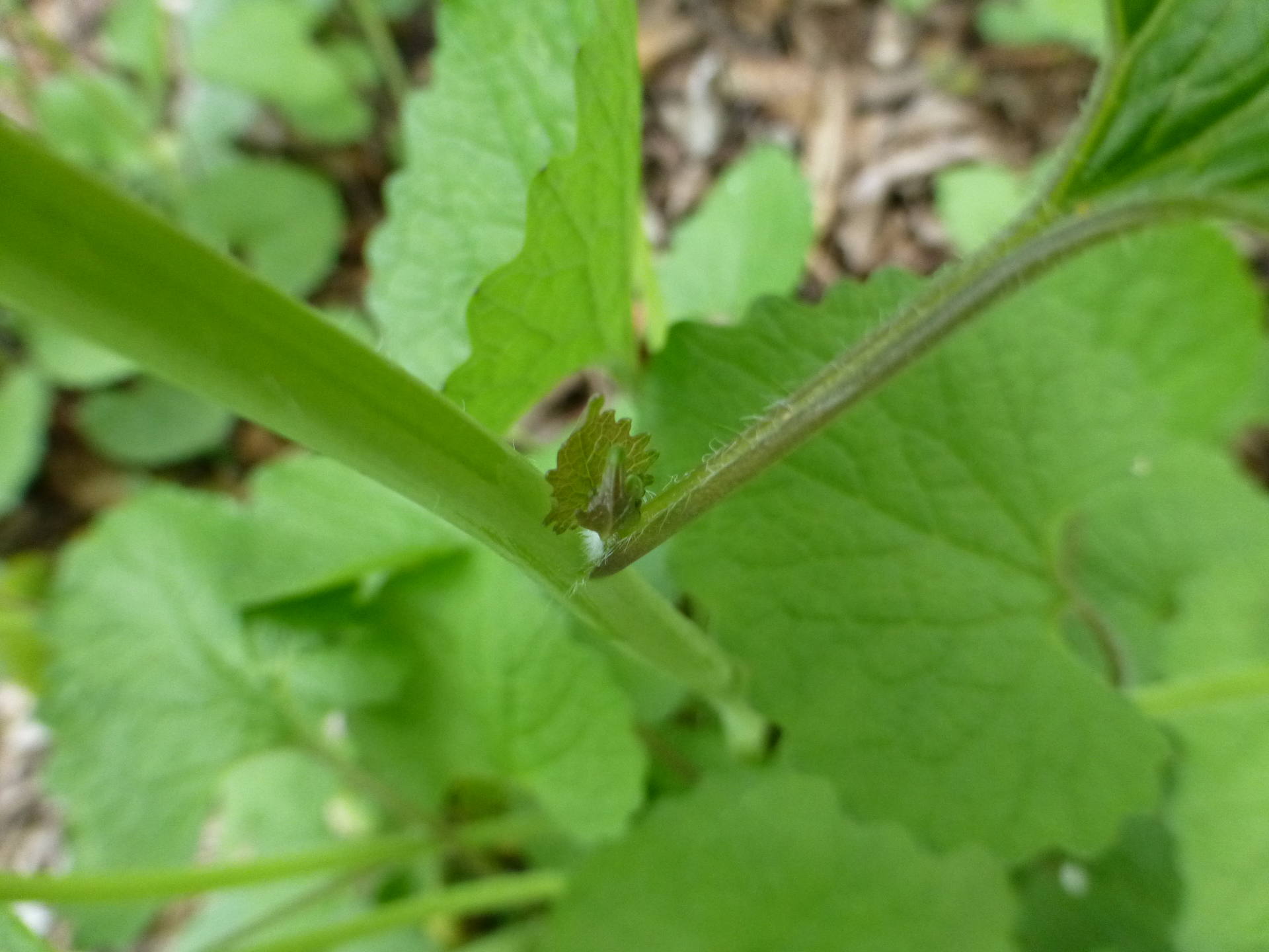pousse axillaire sur alliaire