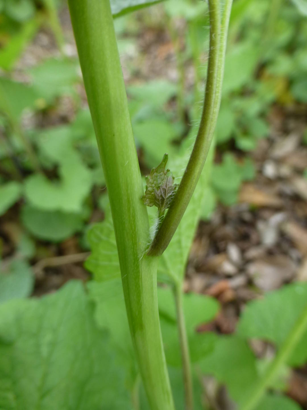 pousse axillaire sur alliaire