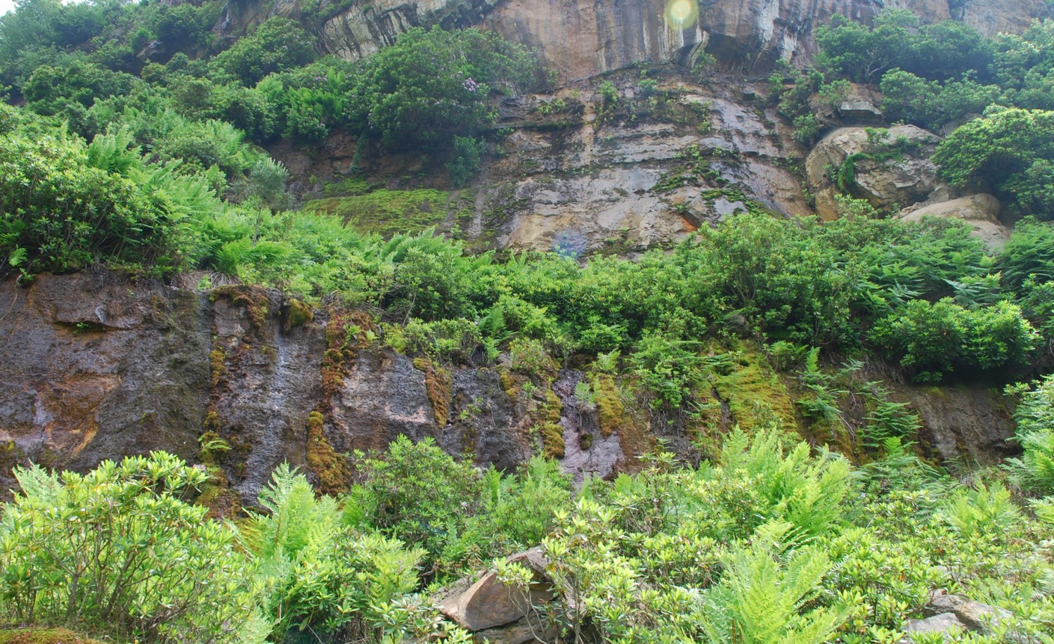 falaise de grès, humidifiée par le suintement de l'eau infiltrée de la pinède surplombant la falaise et colonisée par les Droseras