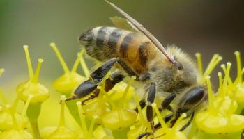 Ferula communis & Apis mellifera