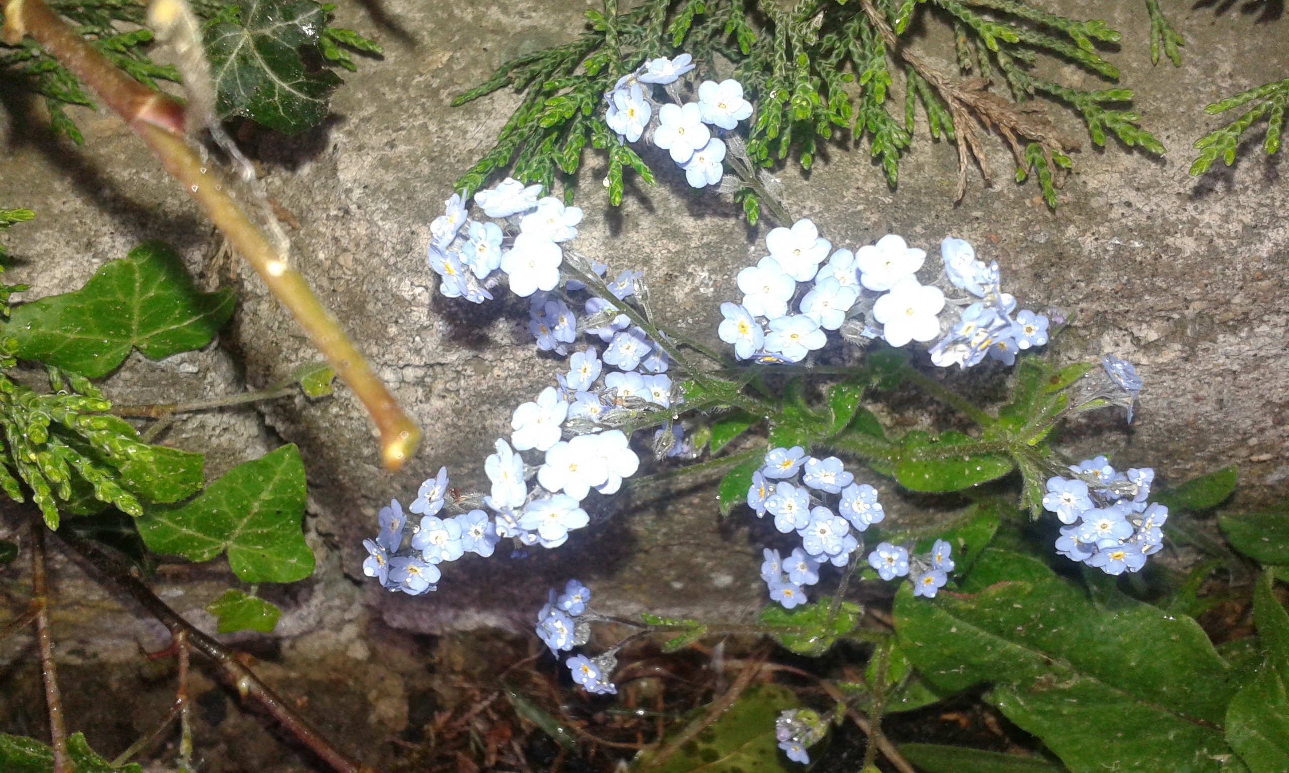 Campanula rapuncus L.
