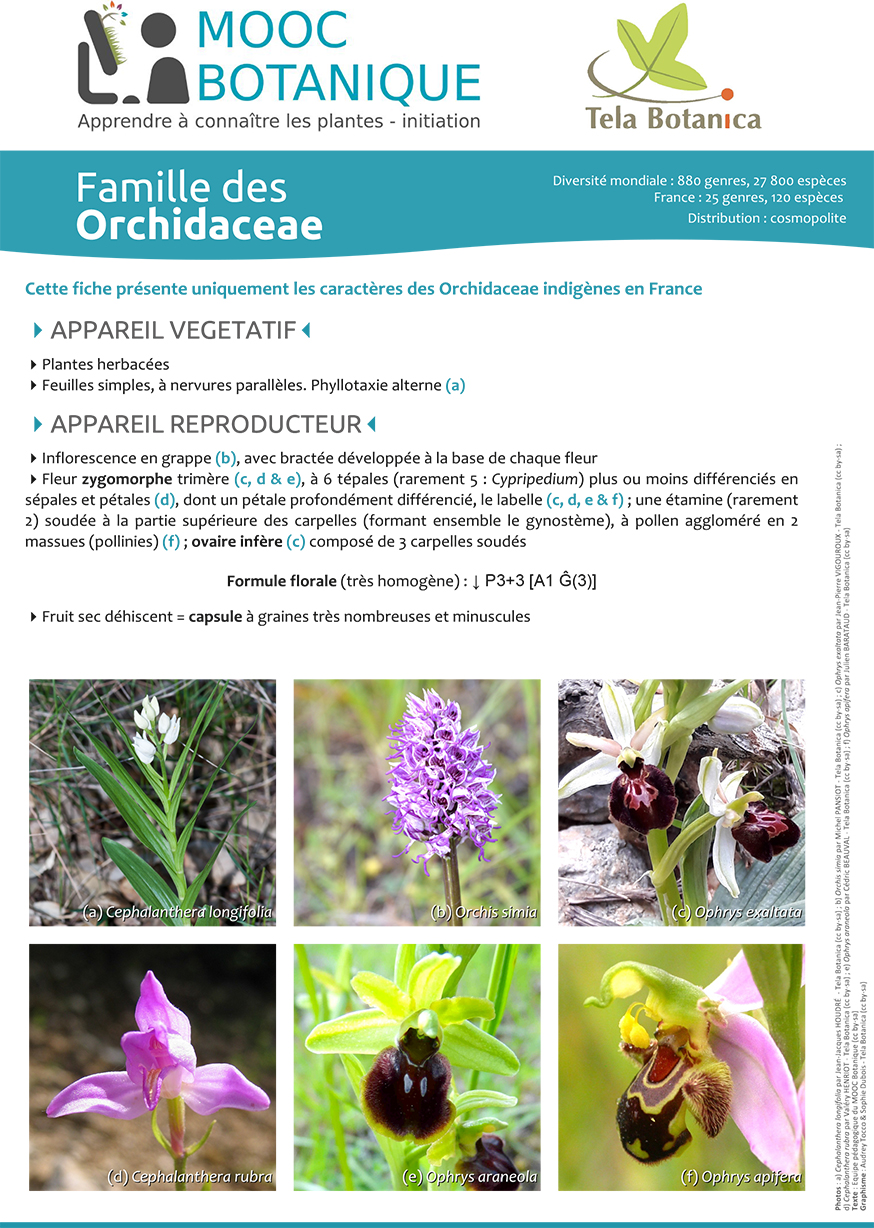 fiche_Orchidaceae