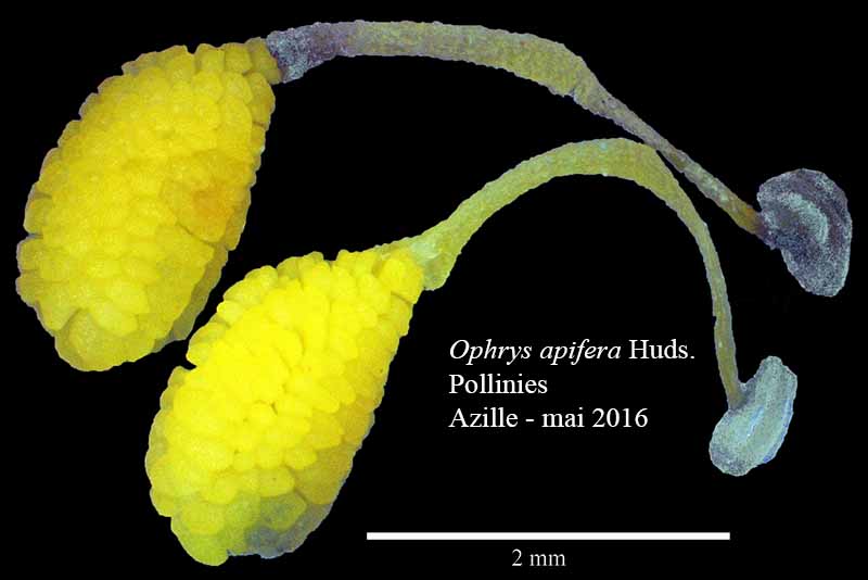 Ophrys apifera - Oprhys abeille : Pollinies