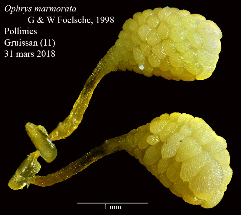 Ophrys marmorata - Ophrys marbré : pollinies