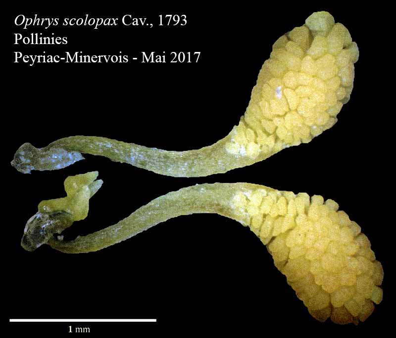 Ophrys scolopax - Ophrys bécasse : pollinies