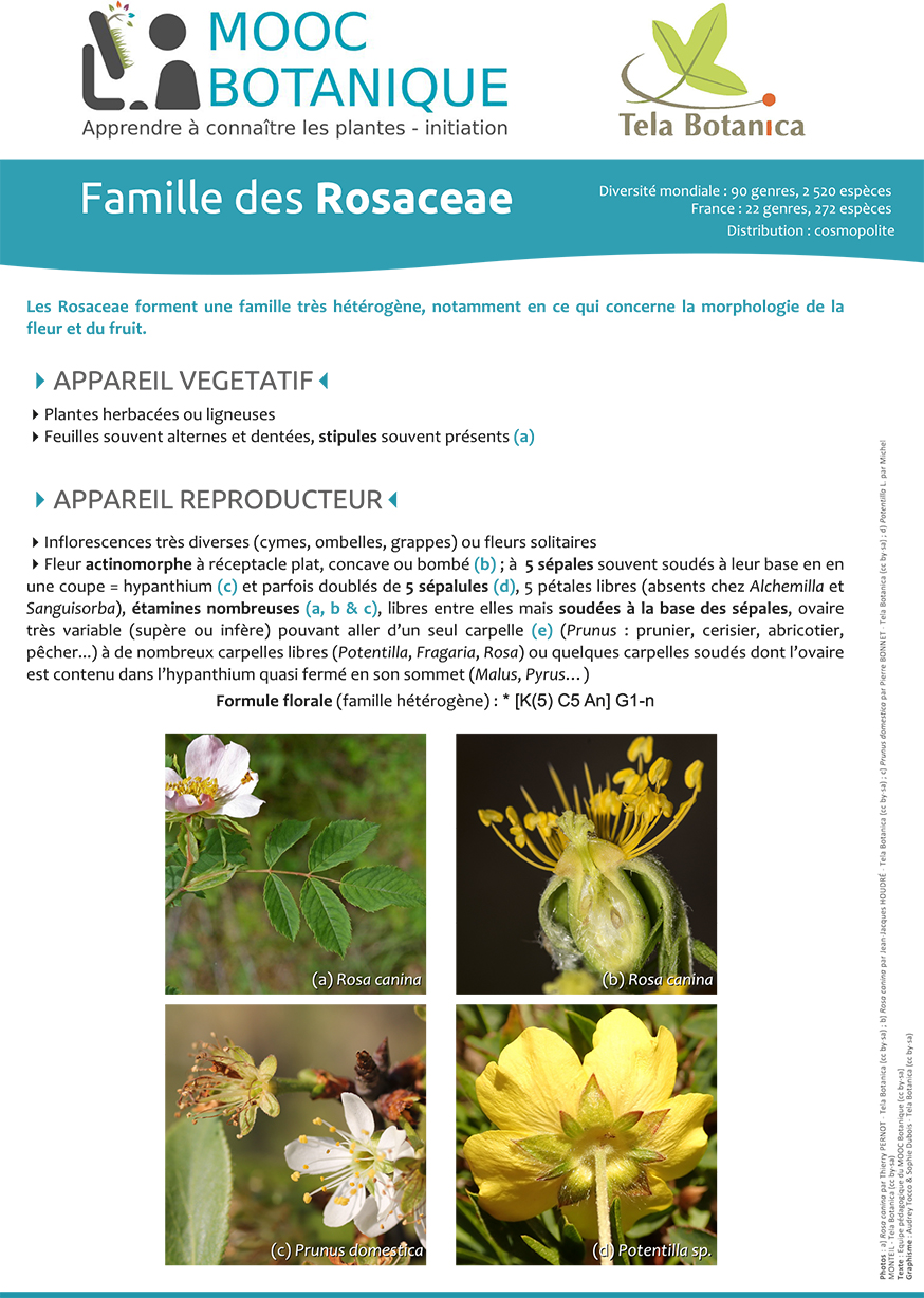 fiche_Rosaceae1