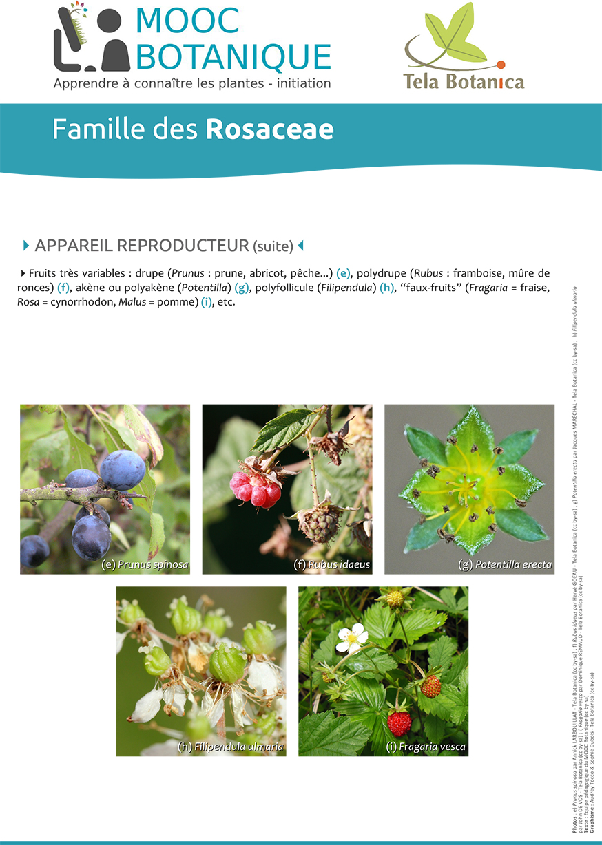 fiche_Rosaceae2