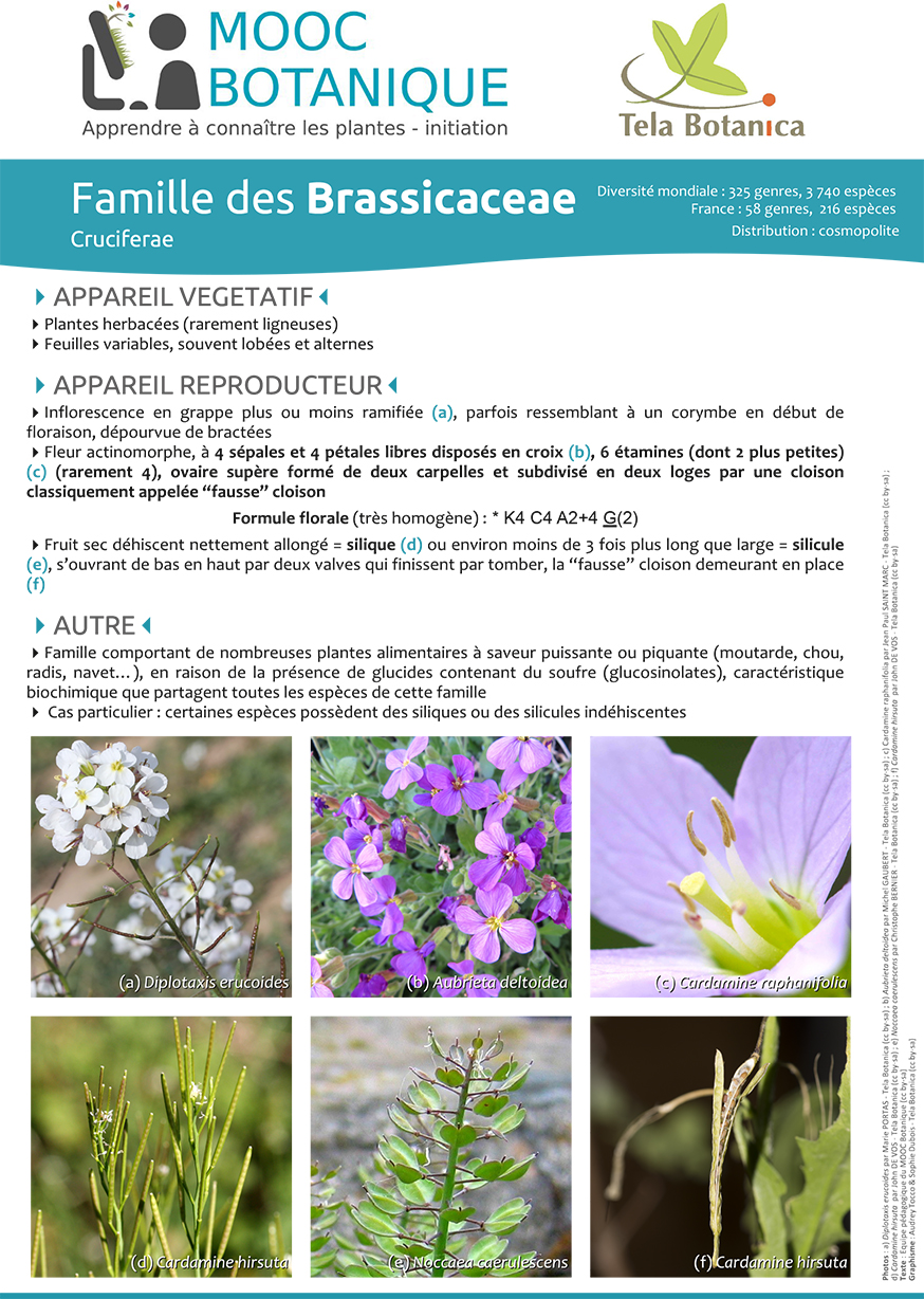 Fiche_Brassicaceae