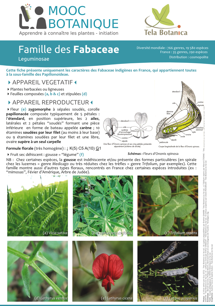 Fiche_Fabaceae