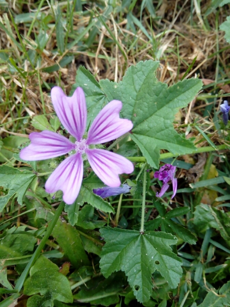 Annexe Corinne Crozat.jpg