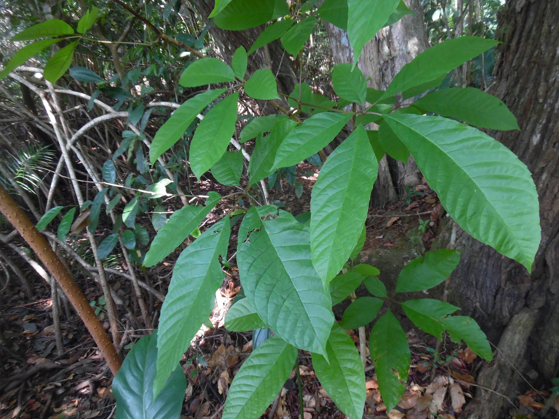 Vitex Madiensis palutivier