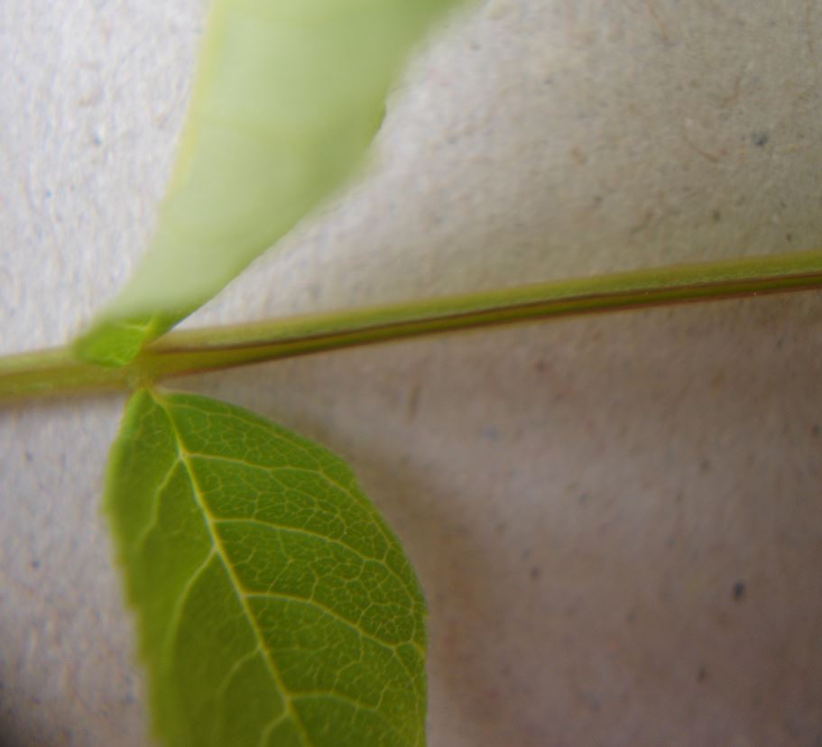 Annexe tige feuille.JPG