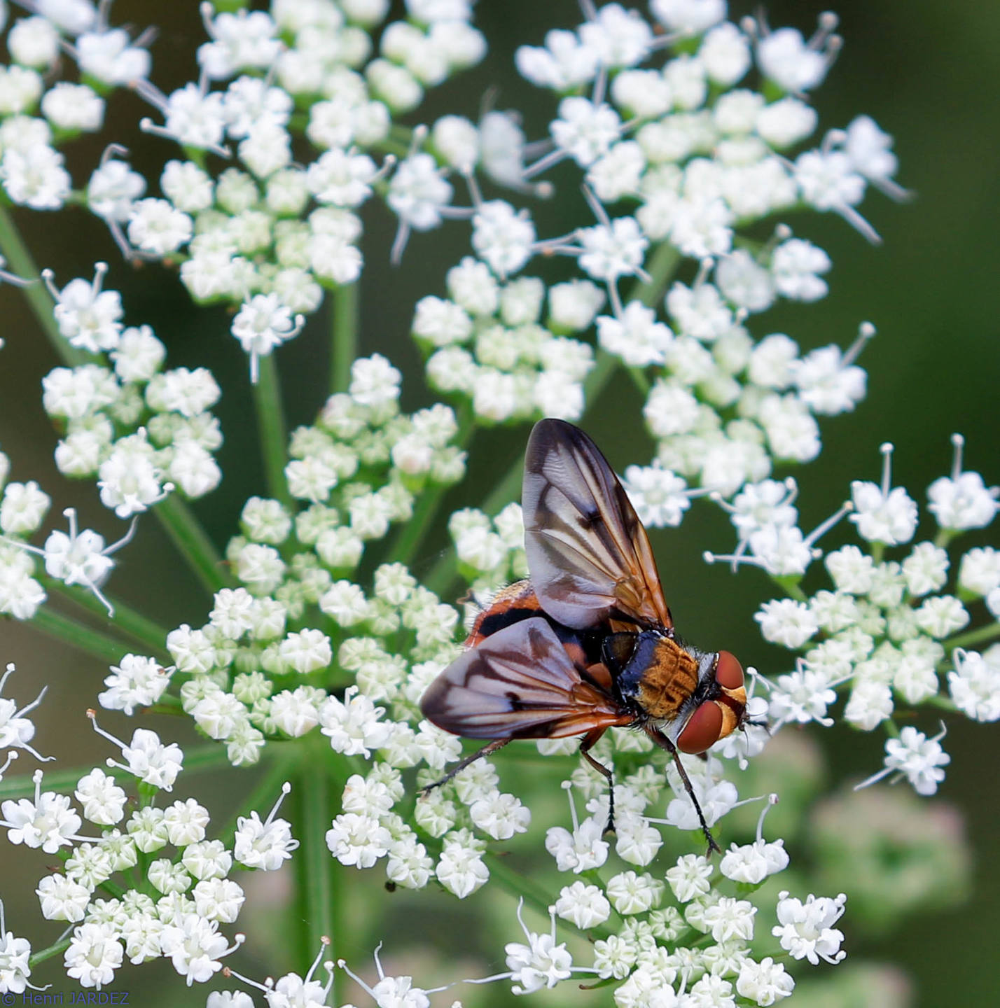 Annexe Diptère_2.jpg