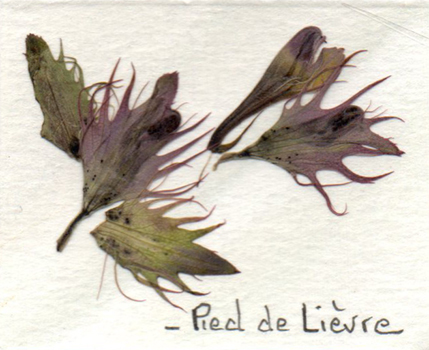 Annexe herbier site  mai pied de l.jpg