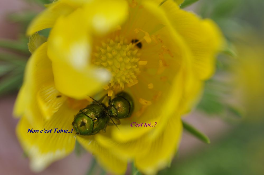 Annexe Cest Toine.jpg