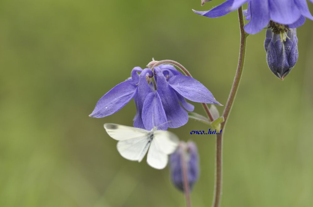 Annexe enco..lui!.jpg