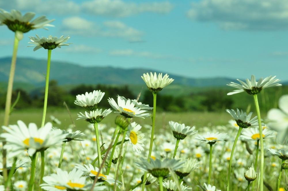 Annexe marguerite.jpg