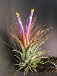 Annexe Tillandsia.jpg