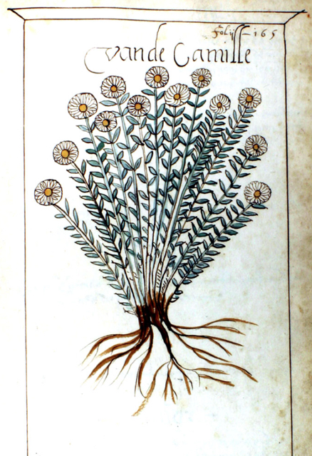 Annexe camomille.jpg