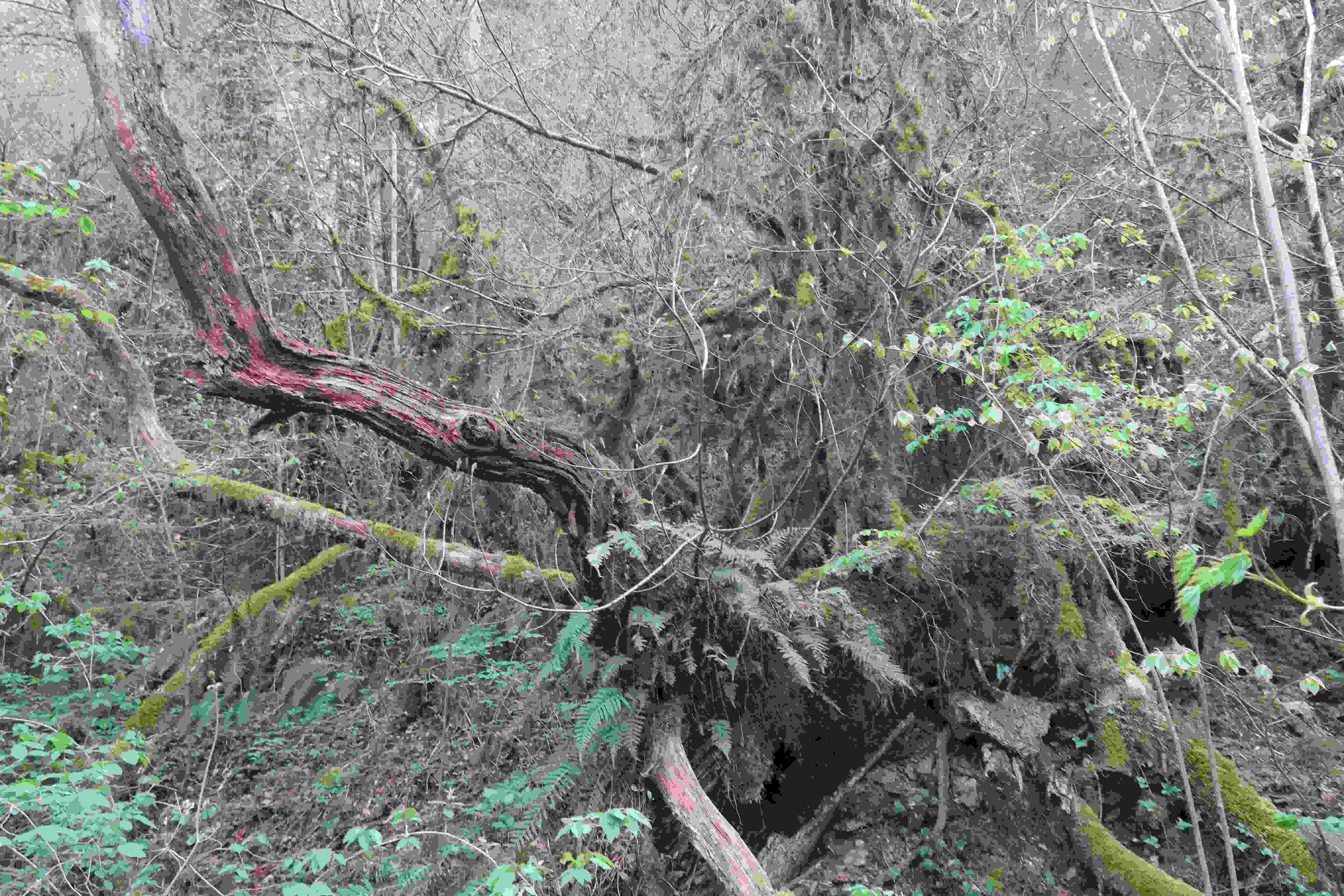 Annexe Ripisylve Rhône.jpg