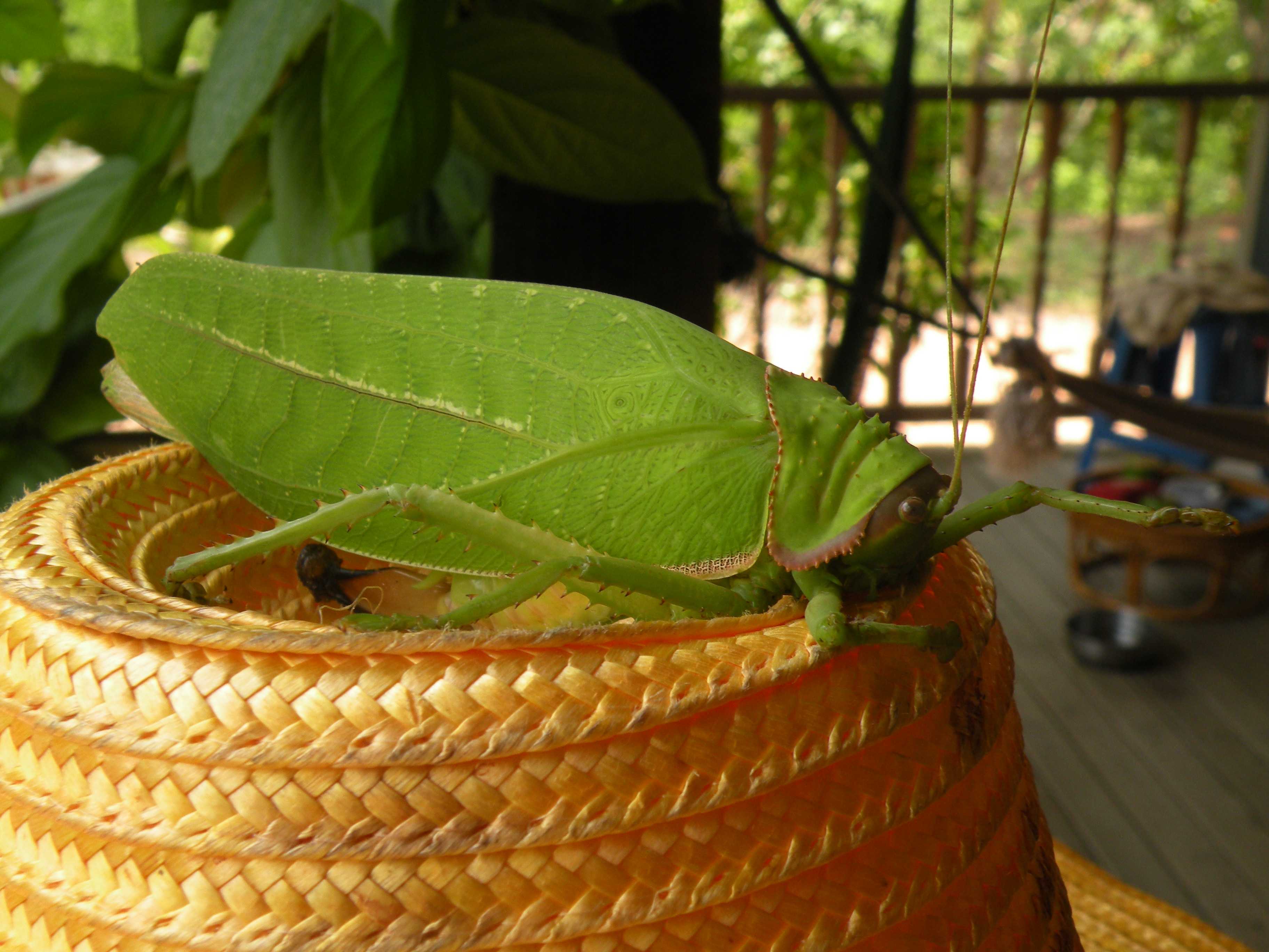 Annexe Pseudophyllanax imperialis 2.jpg