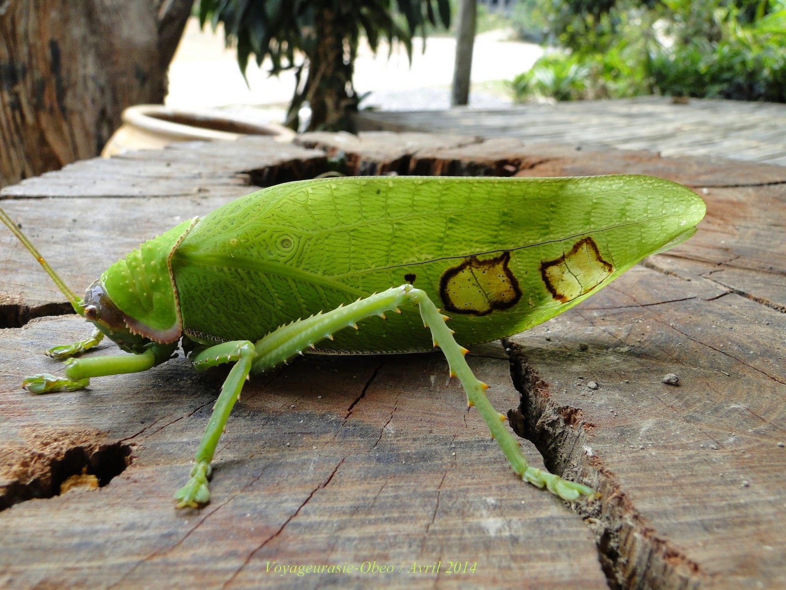 Annexe Pseudophyllanax imperialis.JPG
