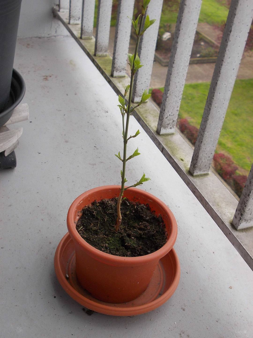 Annexe cornouiller_male.JPG