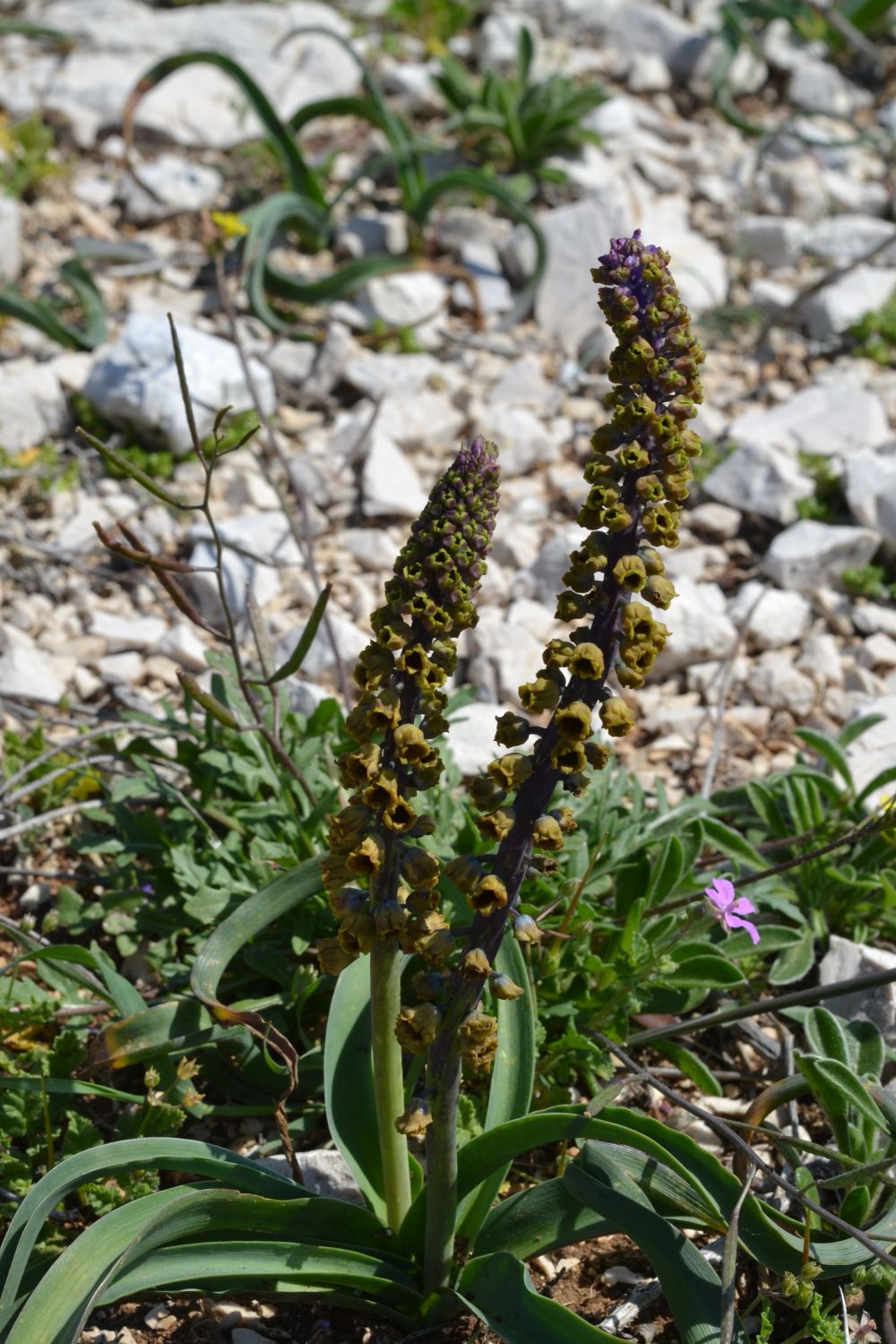 Annexe Muscari comosum.jpg