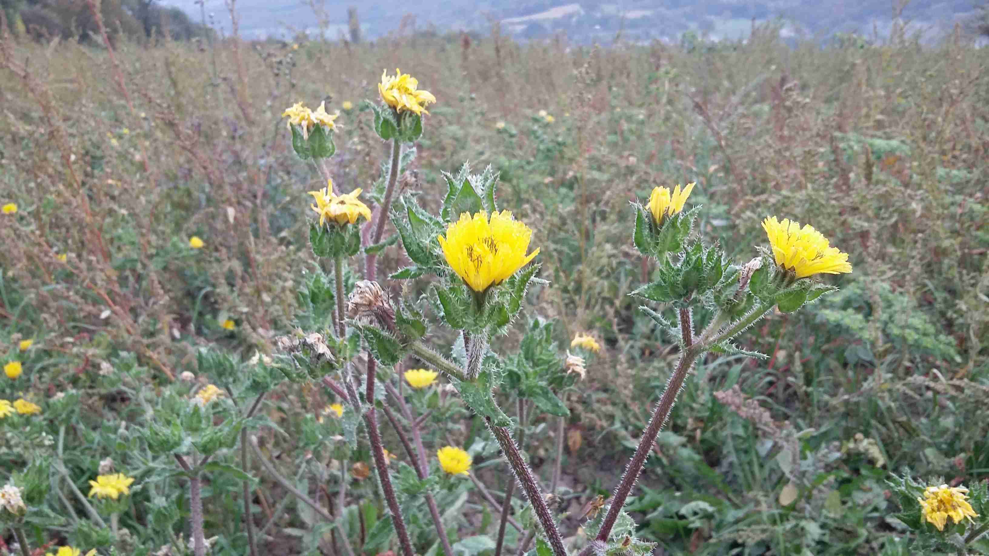 Annexe Helminthotheca echioides 1.jpg